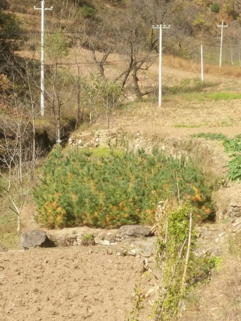 白皮松树一米五至两米出售