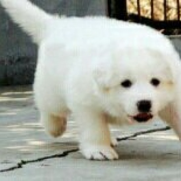 出售大白熊犬只要2000