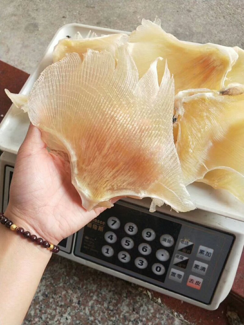 浦鱼翅，个头大，厚肉一斤包邮