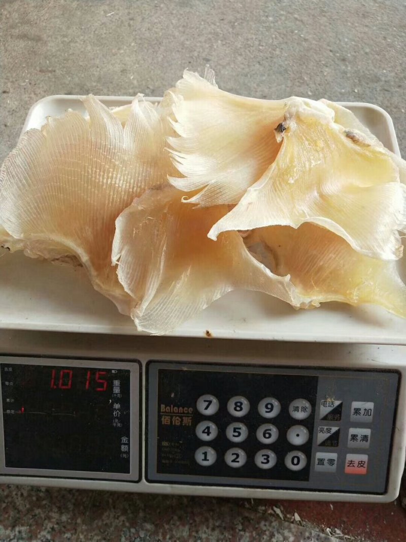 浦鱼翅，个头大，厚肉一斤包邮