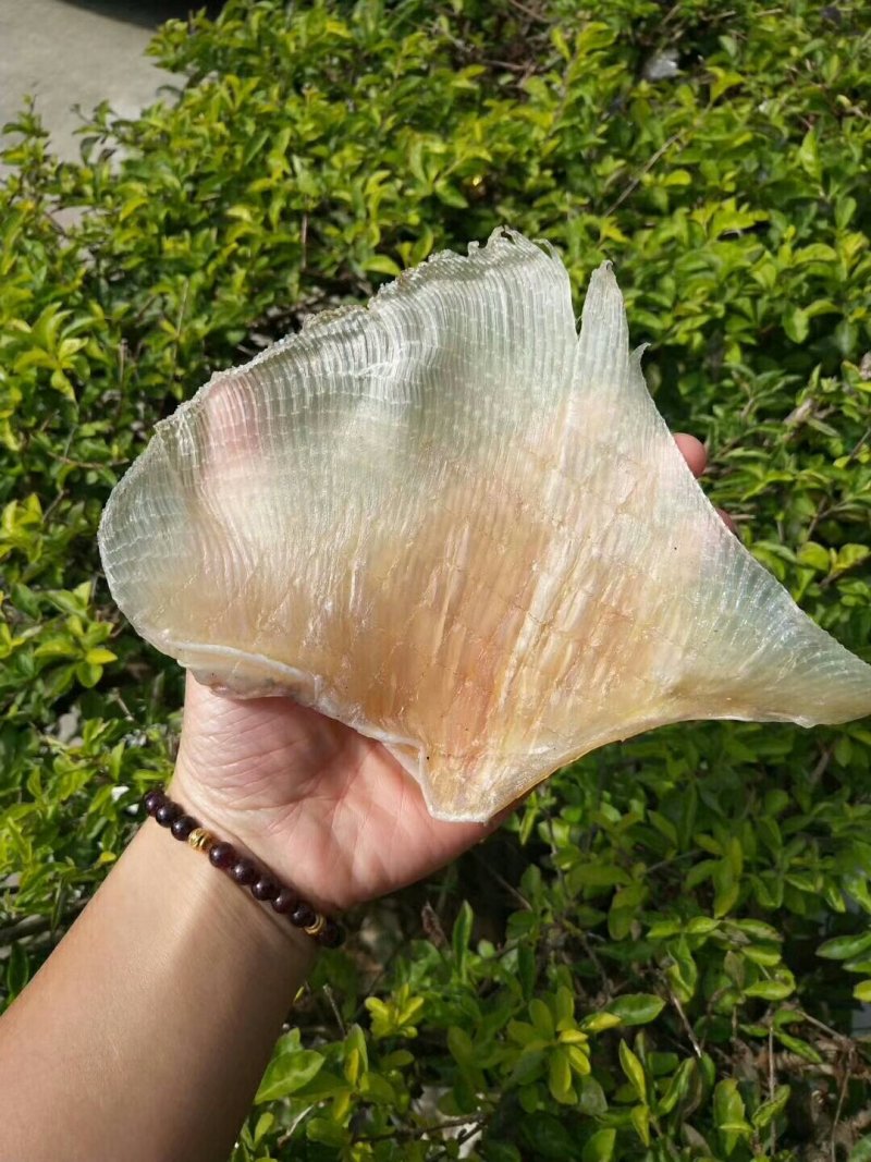 浦鱼翅，个头大，厚肉一斤包邮