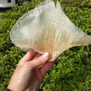 浦鱼翅，个头大，厚肉一斤包邮