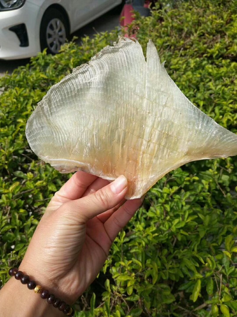 浦鱼翅，个头大，厚肉一斤包邮