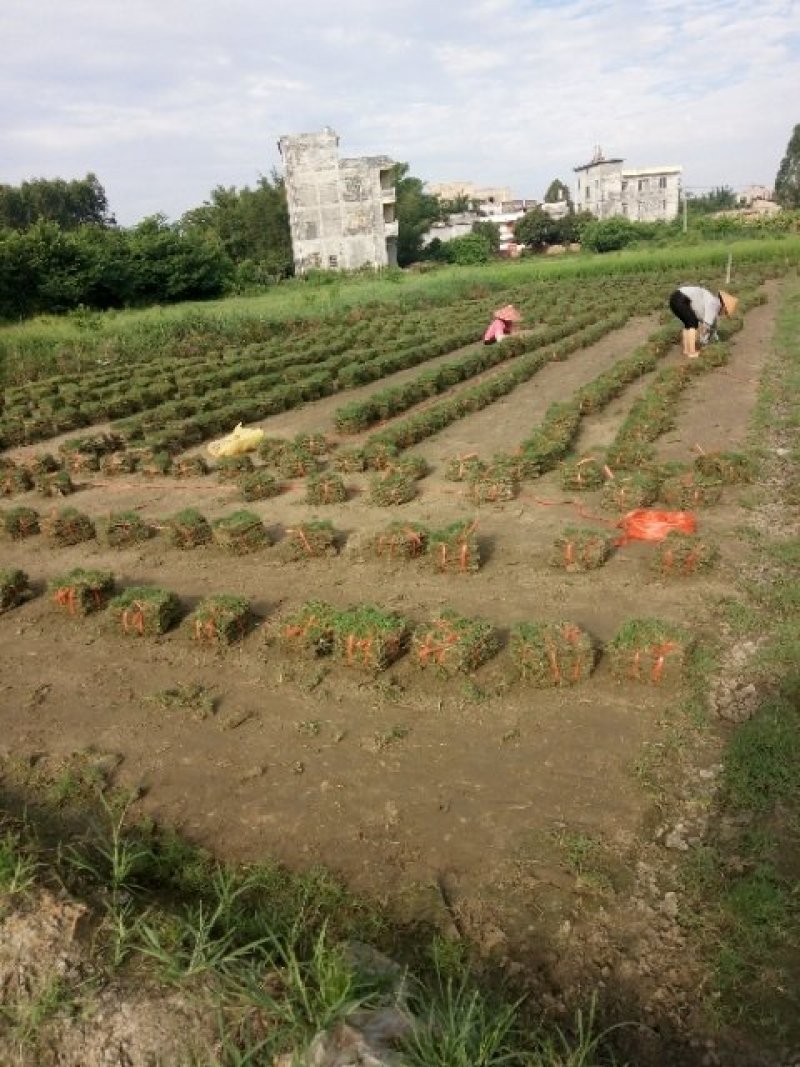 绿化草皮