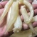 小尖尾