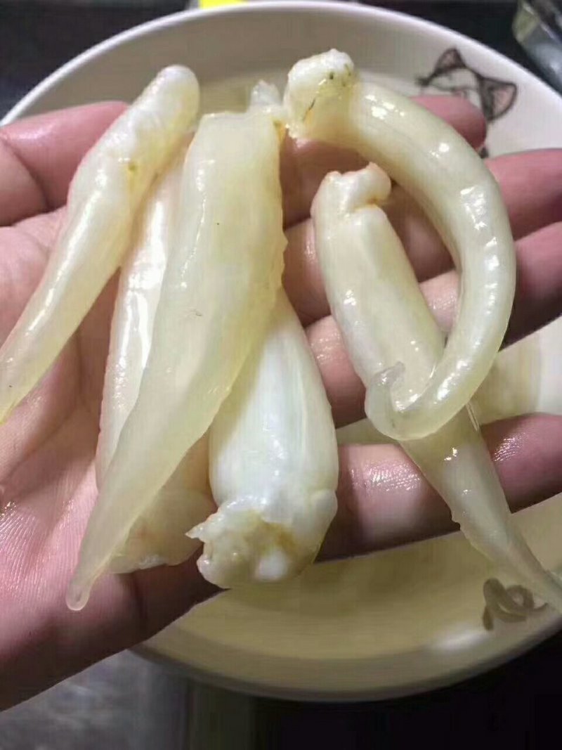 小尖尾