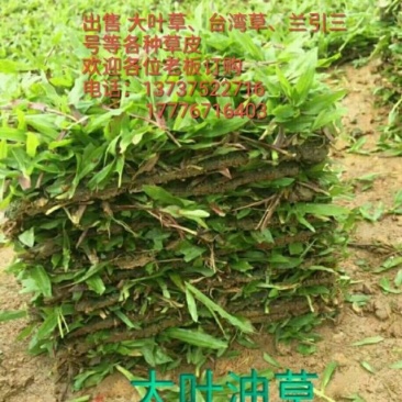 绿化草皮