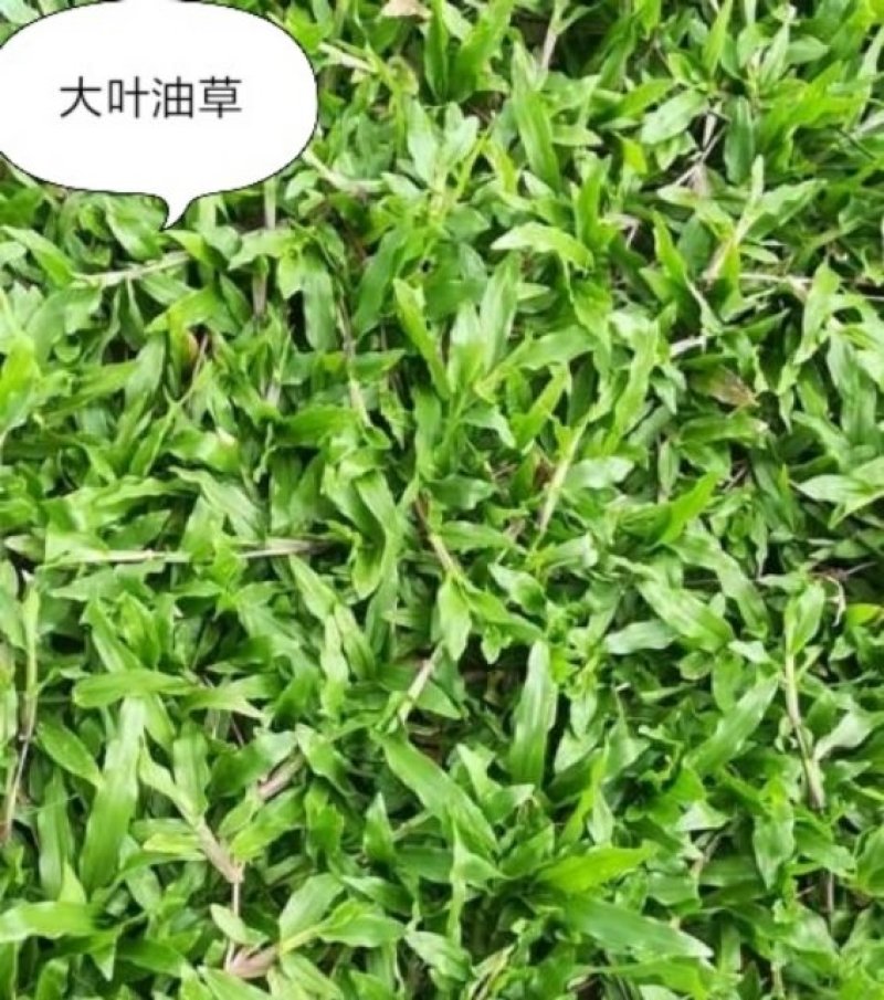 绿化草皮