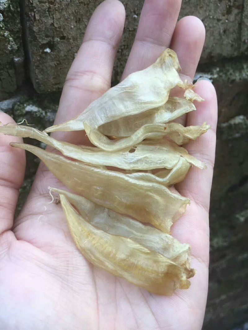 小尖尾