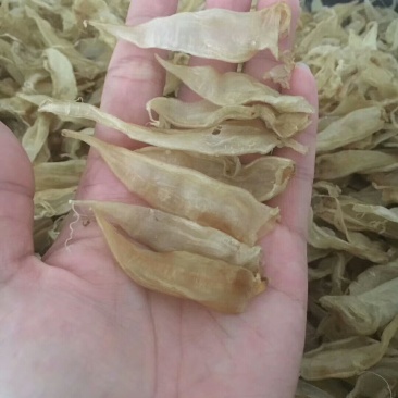 小尖尾