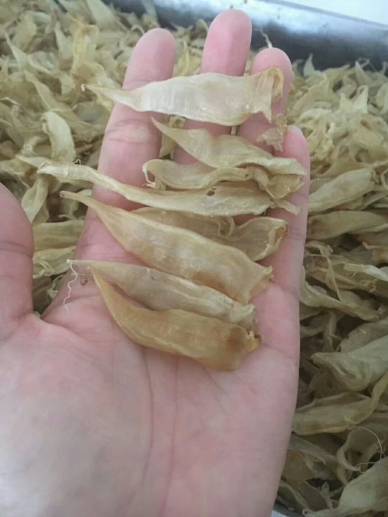 小尖尾