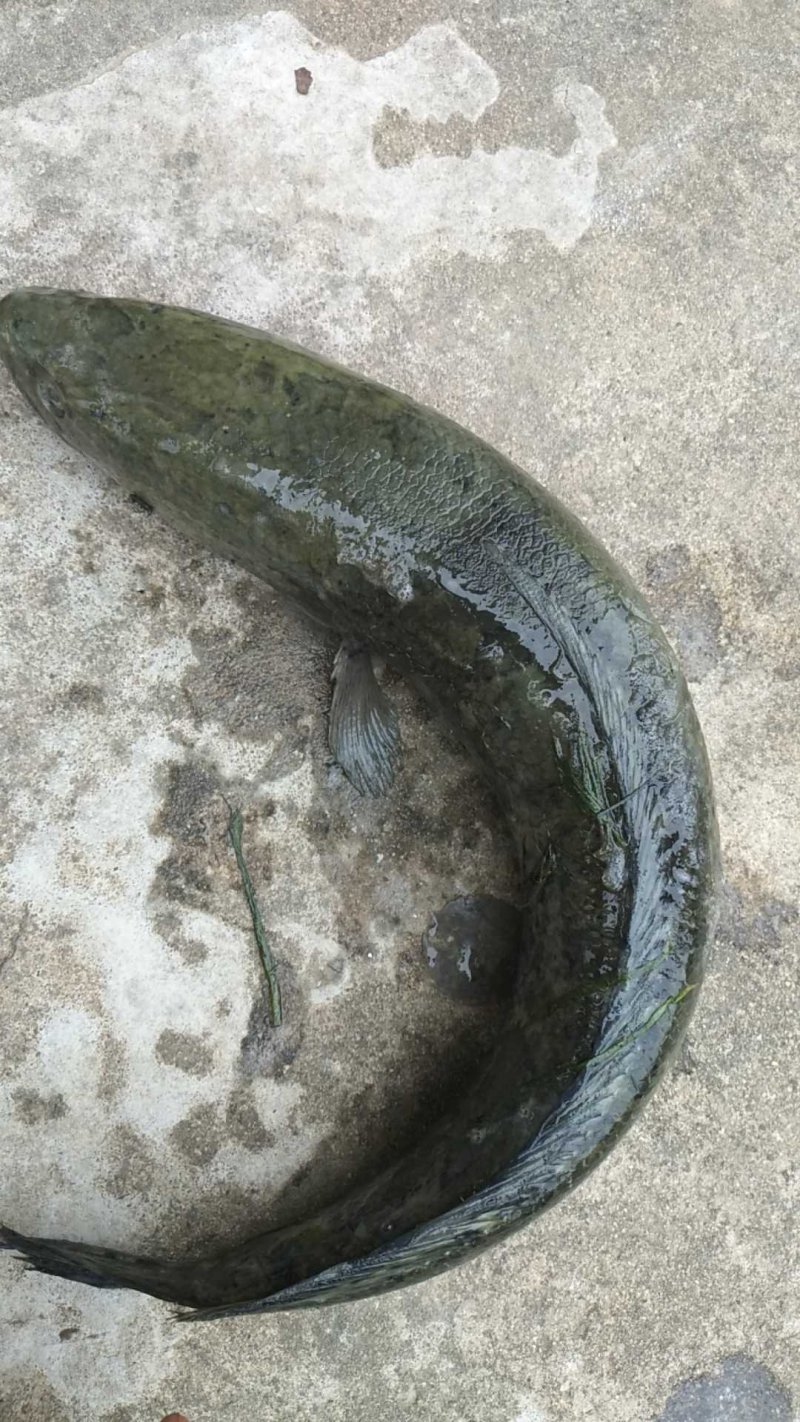 黑鱼