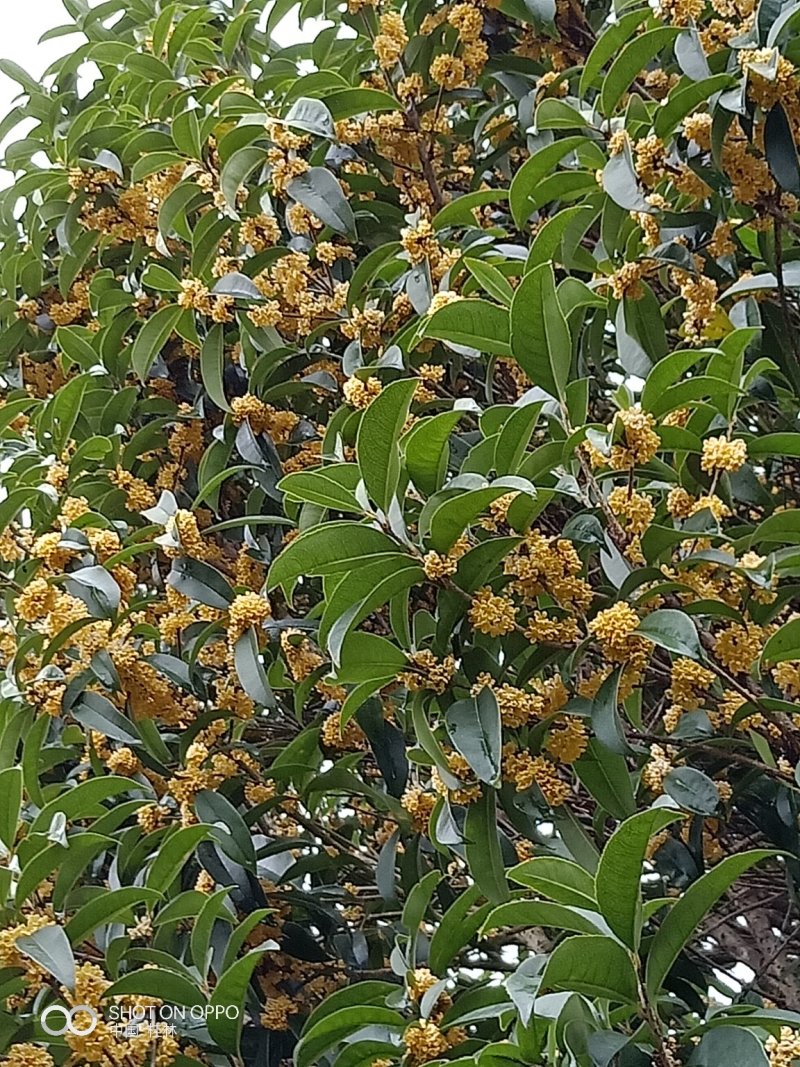 假植八月桂