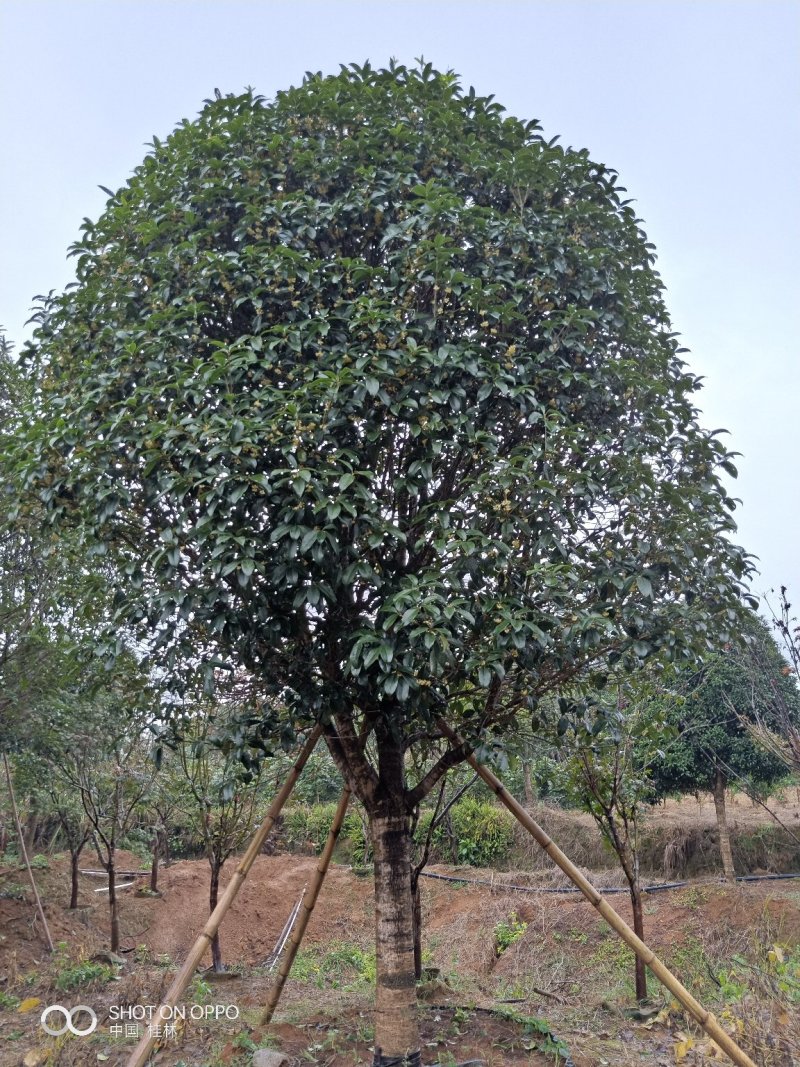 假植八月桂