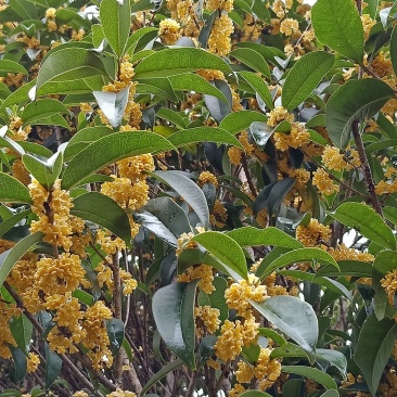 假植八月桂