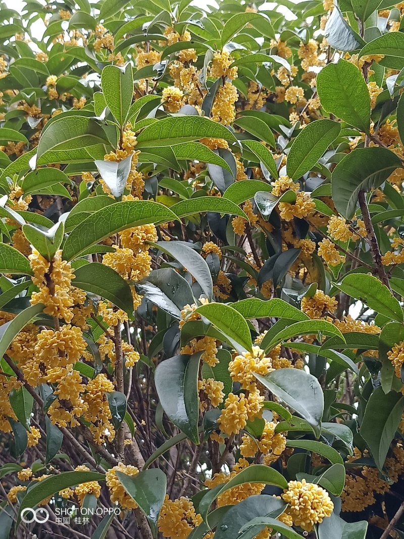 假植八月桂