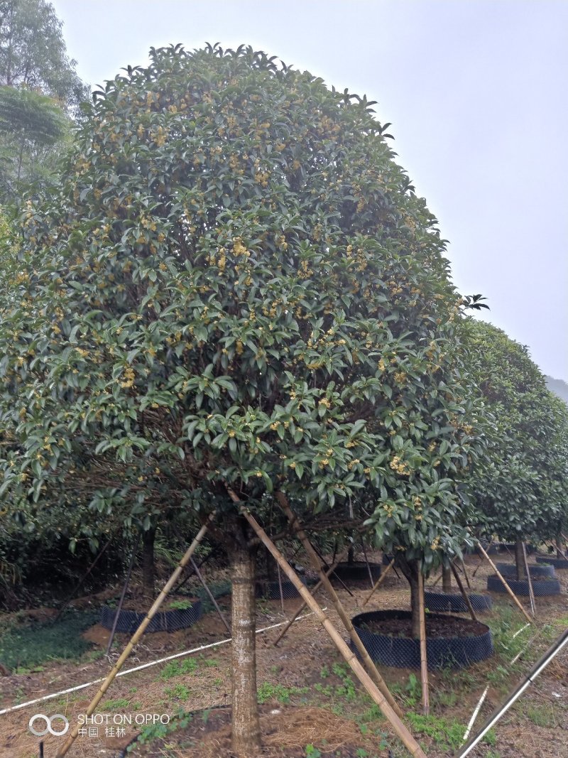 假植八月桂