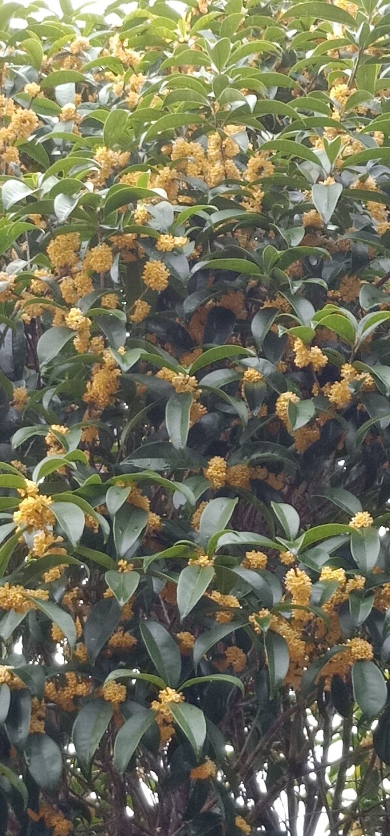 假植八月桂