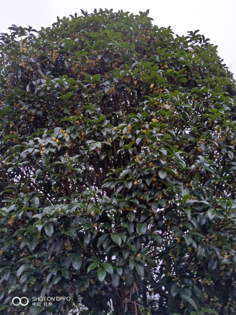 假植八月桂