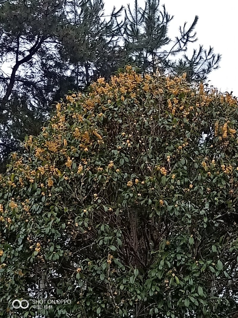 假植八月桂