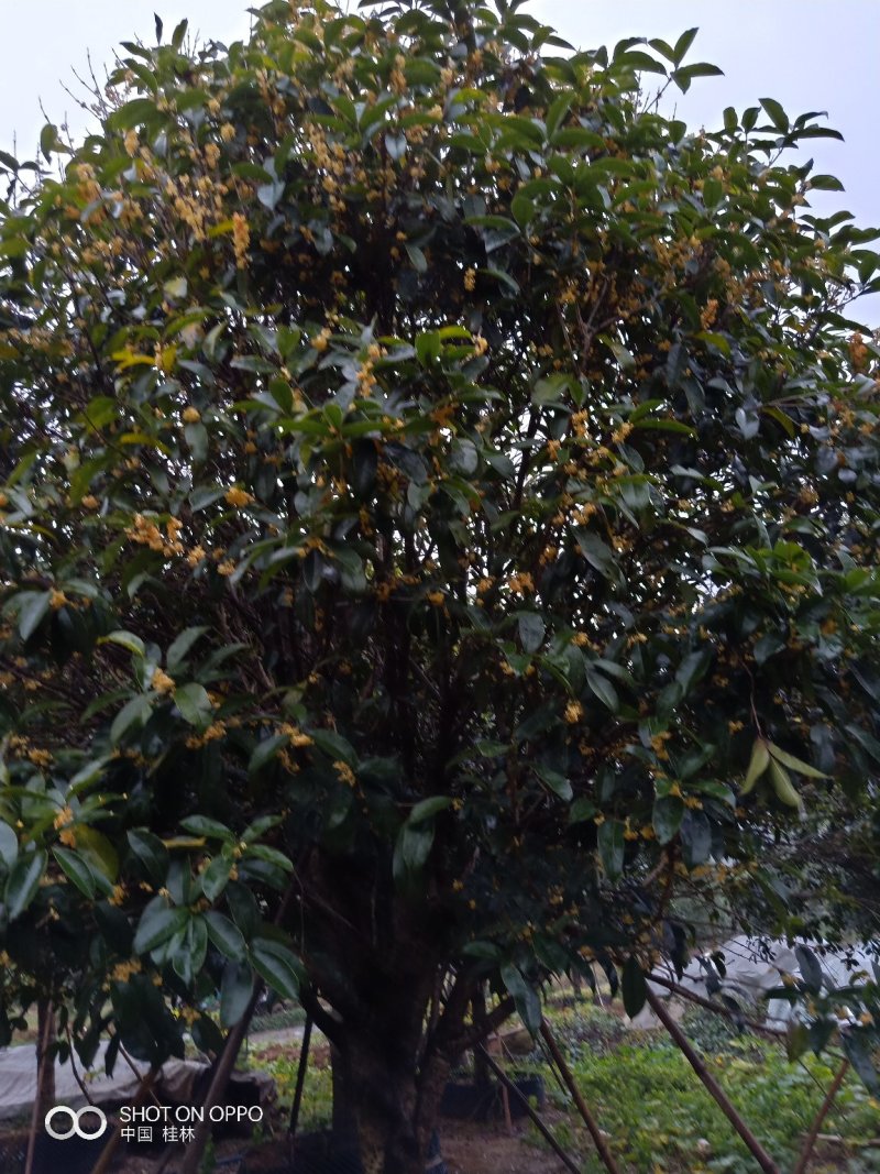 假植八月桂