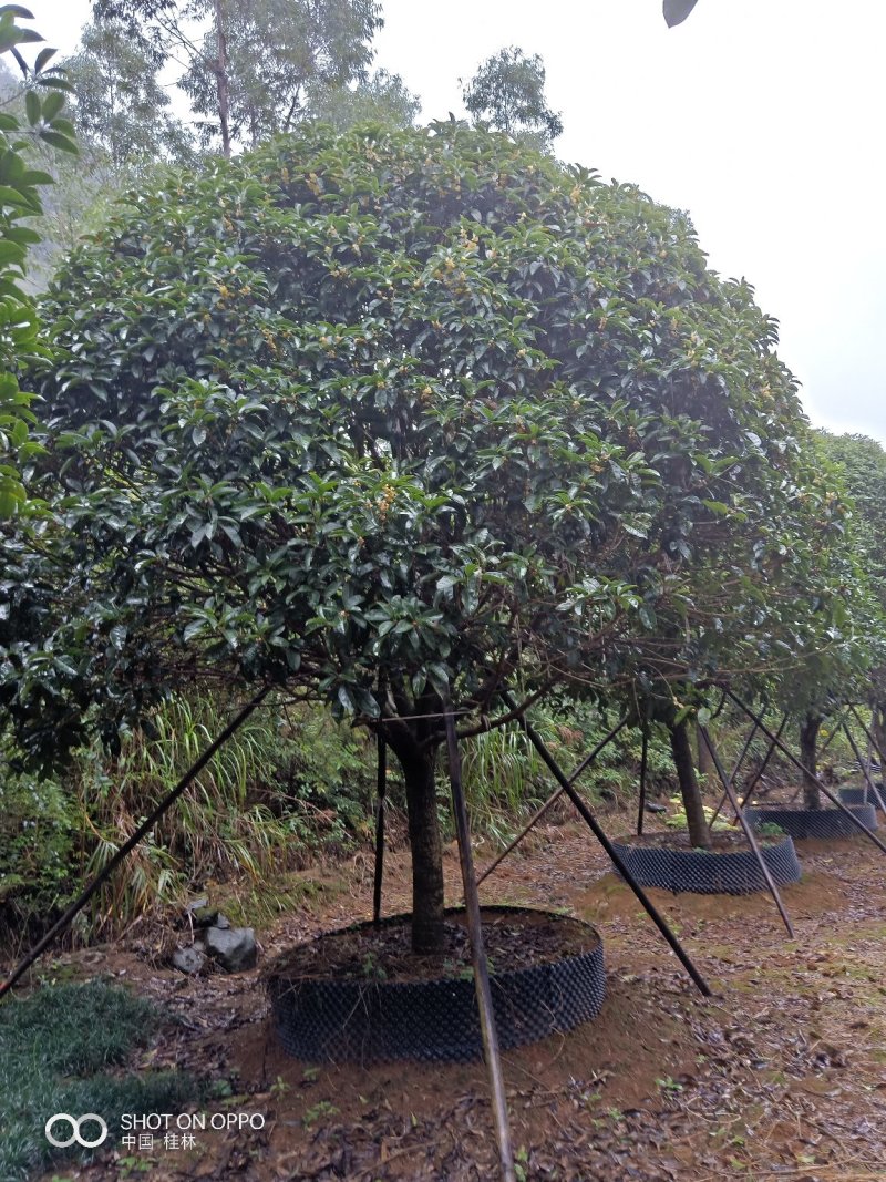 假植八月桂