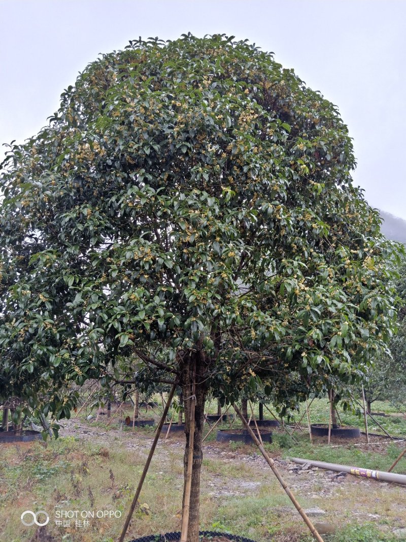 假植八月桂