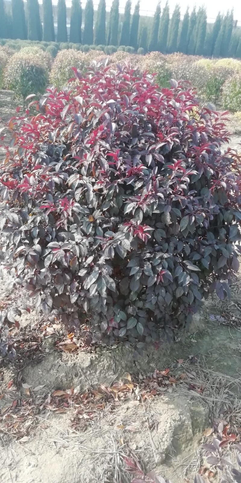 红叶李球