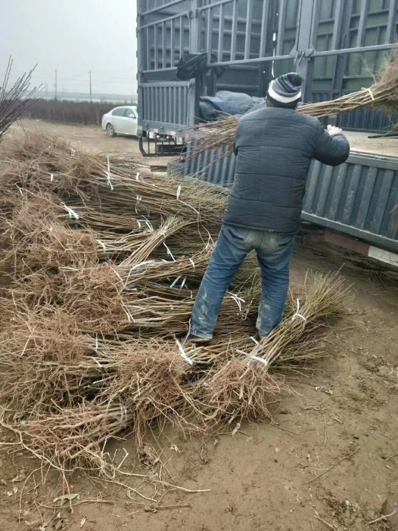 黄桃，大红桃二年苗，自家苗圃，品种正宗，免费提供技术指导