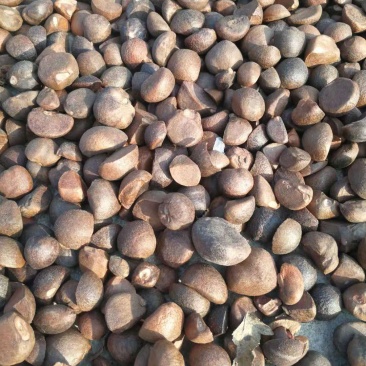 麻城油茶籽