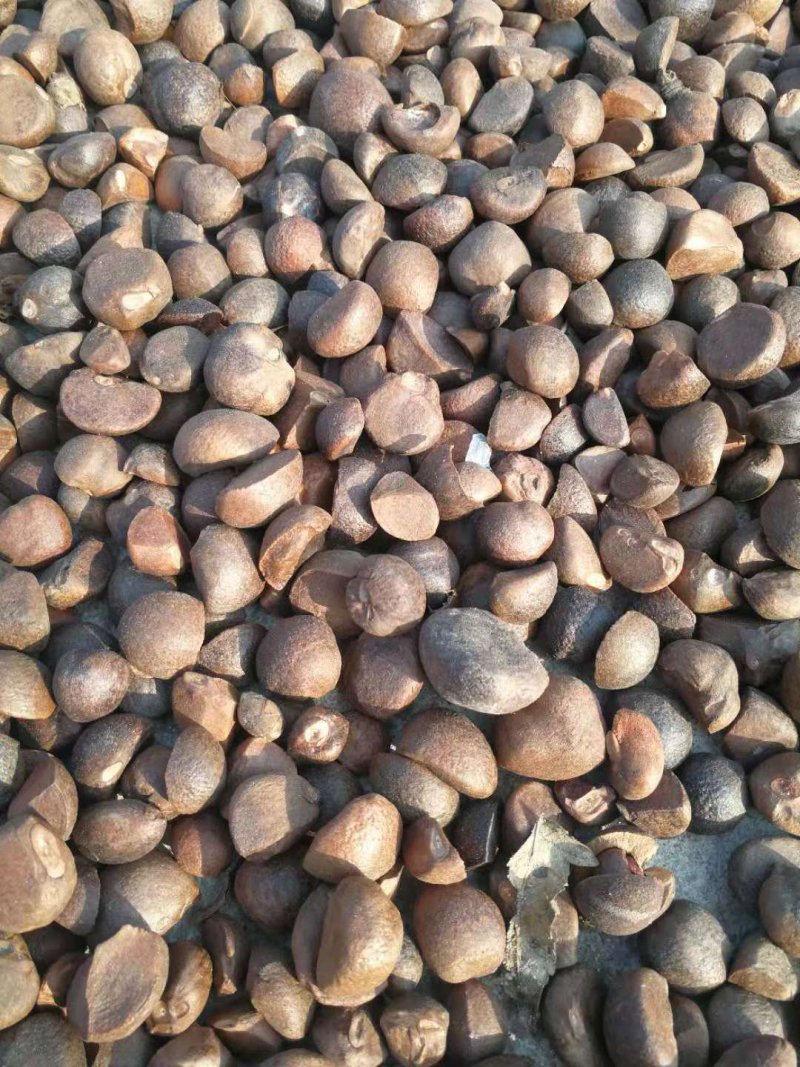 麻城油茶籽