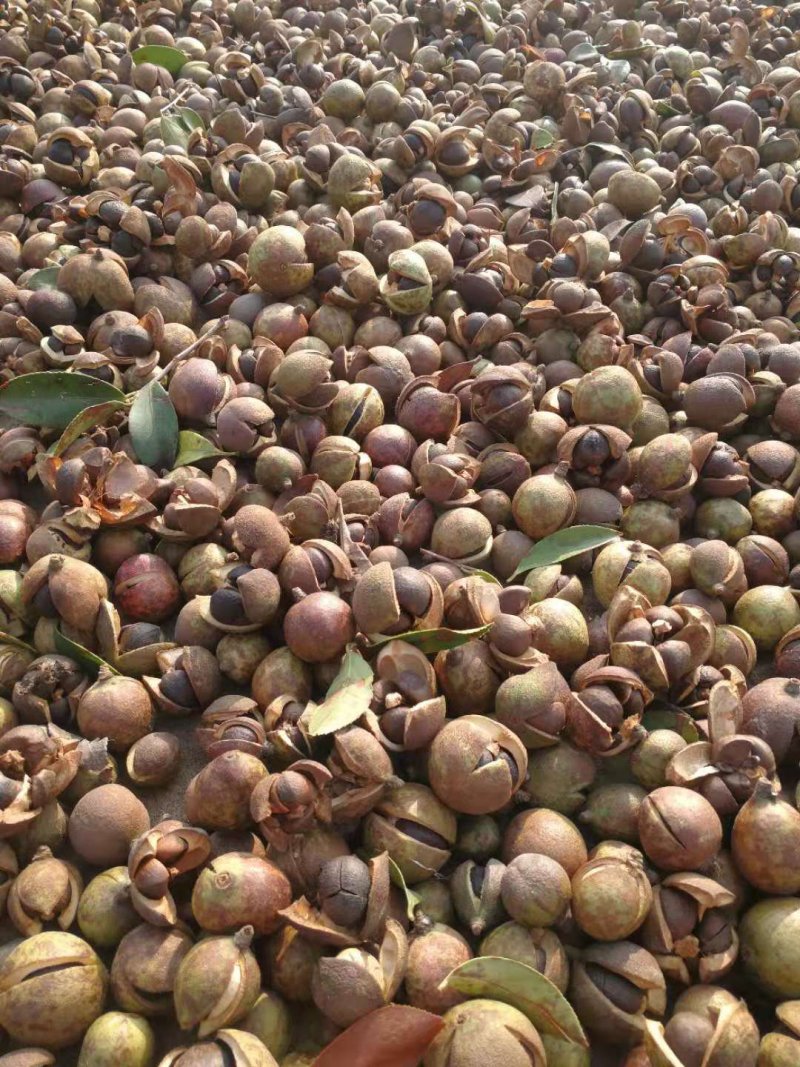 麻城油茶籽