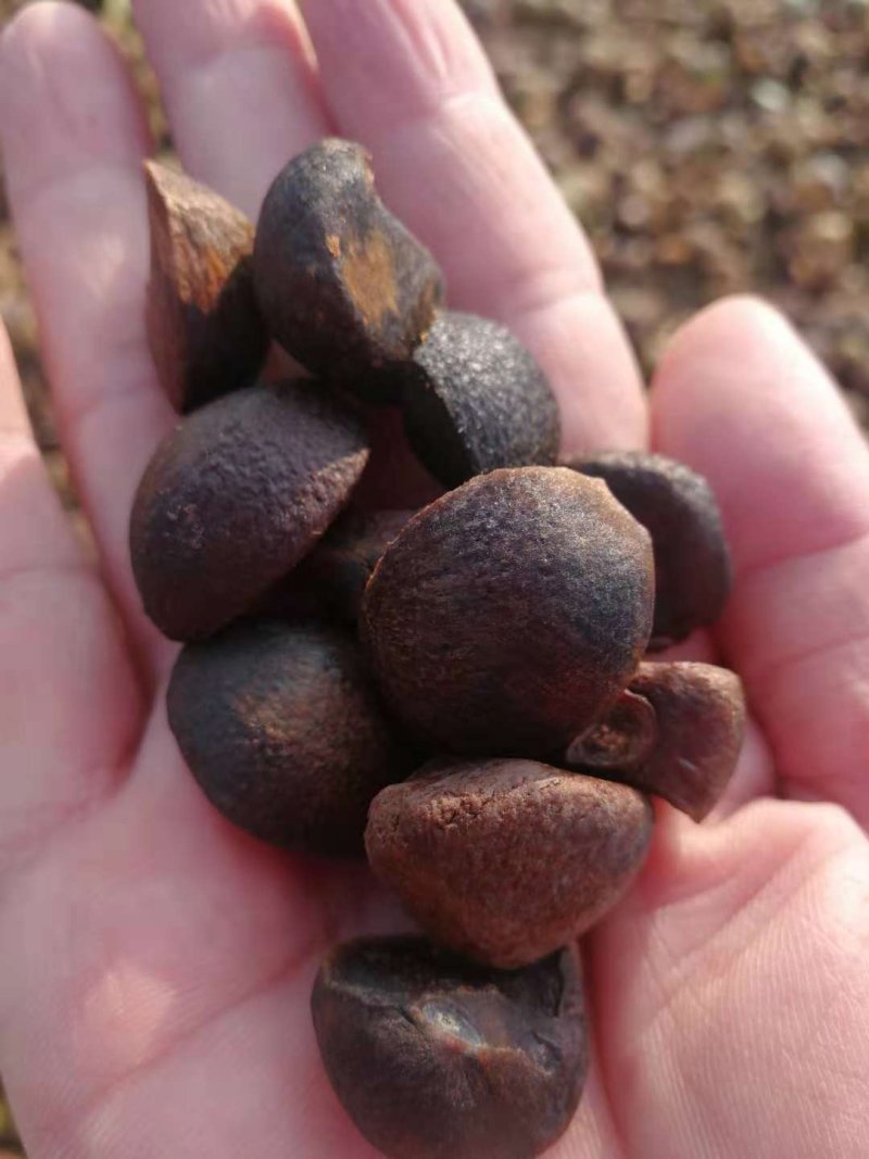 麻城油茶籽