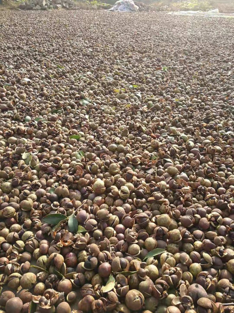 麻城油茶籽