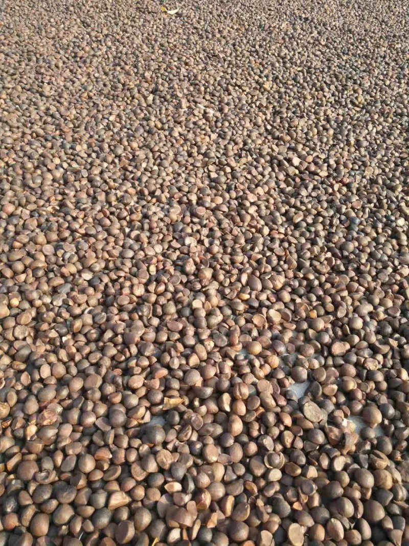 麻城油茶籽