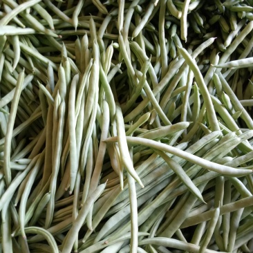 小金豆