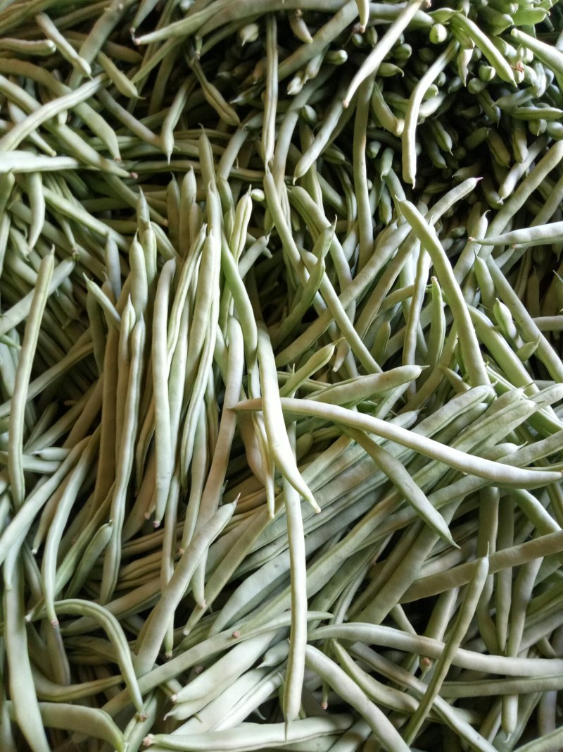 小金豆