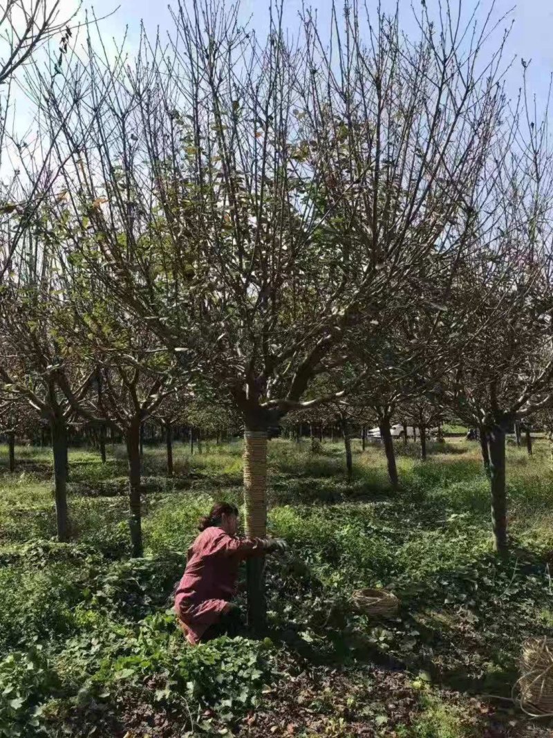 晚樱10到15，工程苗精品苗均售