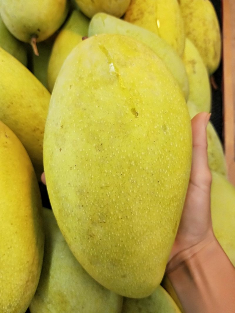 品种:金煌芒果苗，红贵妃芒果苗，台农芒果苗等，可视频看货