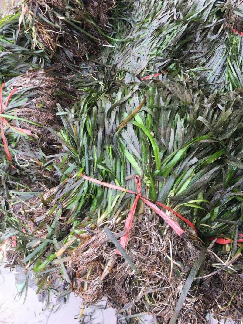 虾蟹未来优选水草