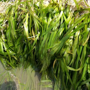 虾蟹未来优选水草