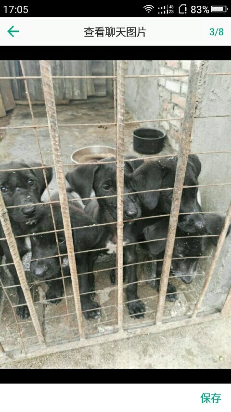 出售大丹犬世界名犬只要2000
