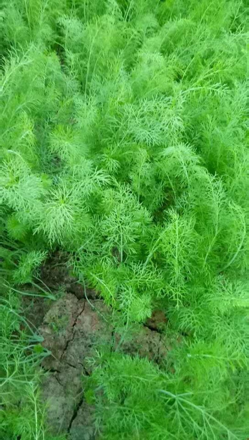 茴香苗