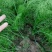 茴香苗