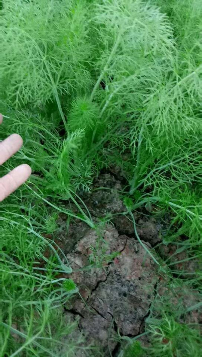 茴香苗