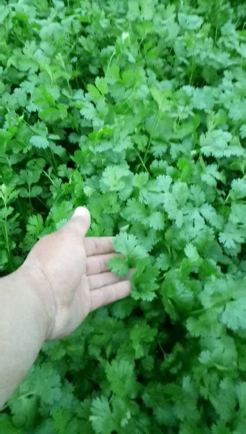 茴香苗