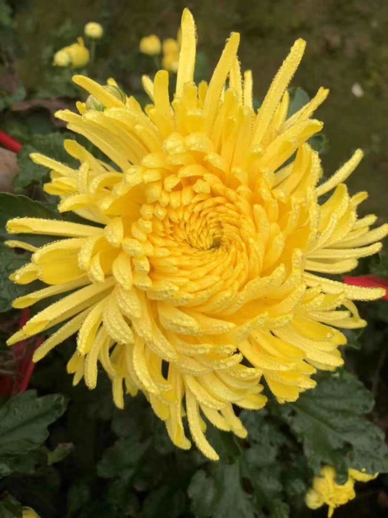 金丝皇菊