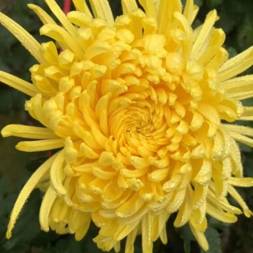 金丝皇菊