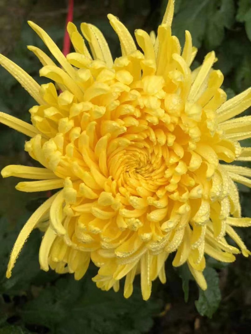 金丝皇菊