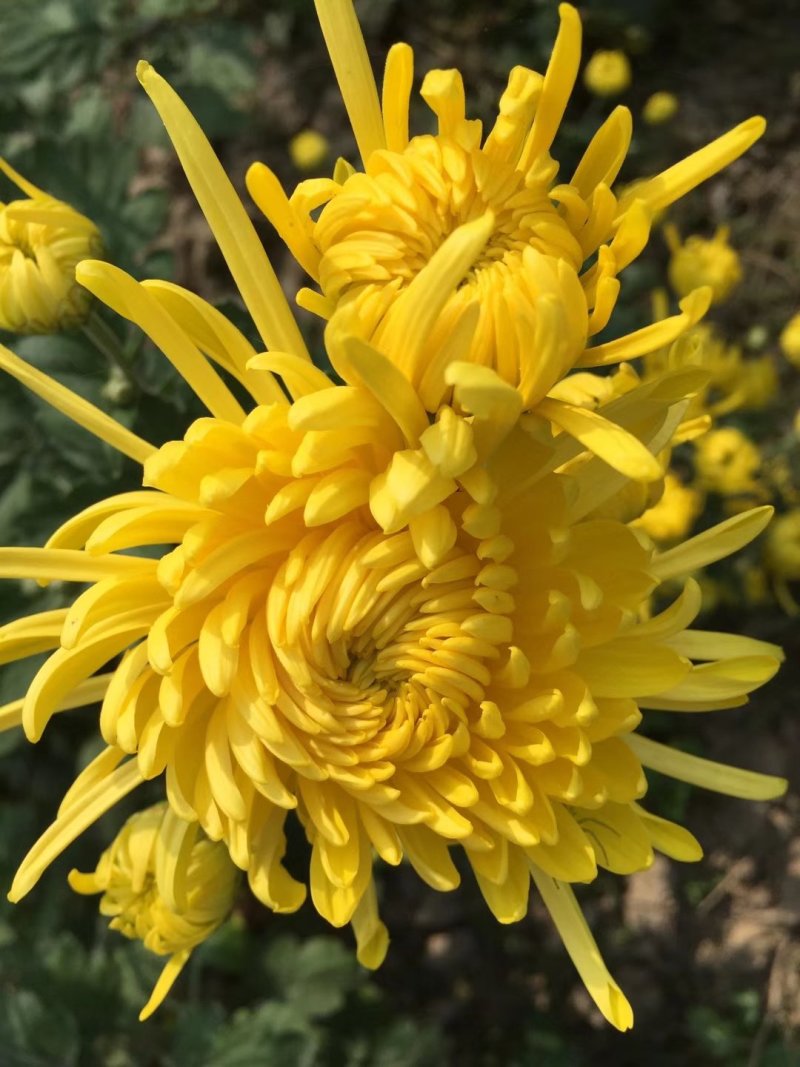 金丝皇菊